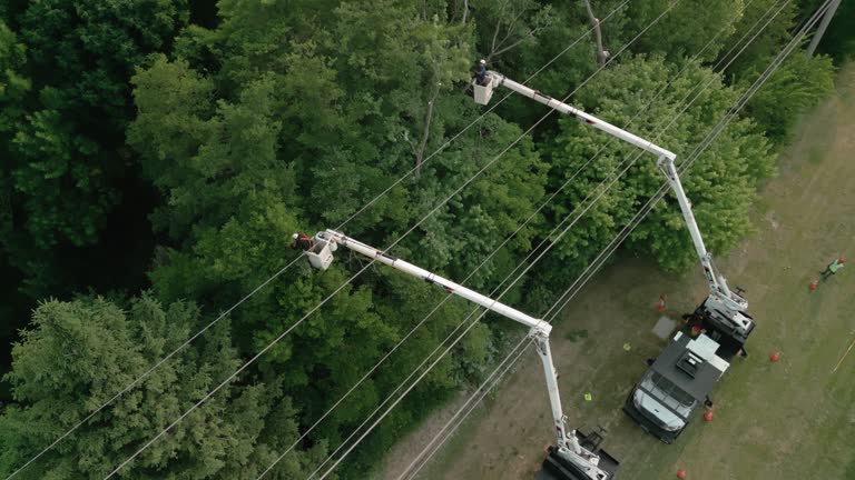 Queen Anne, MD  Tree Services Company